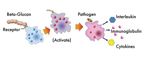 Macrophage activation via cell surface receptor.