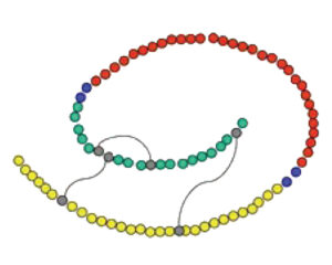 Proteins separated by molecular weight.